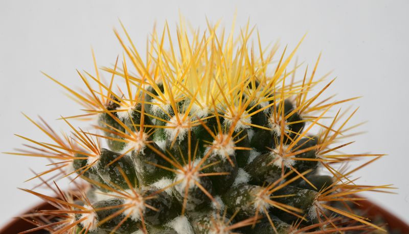 Mammillaria nivosa Mammillaria nivosa
