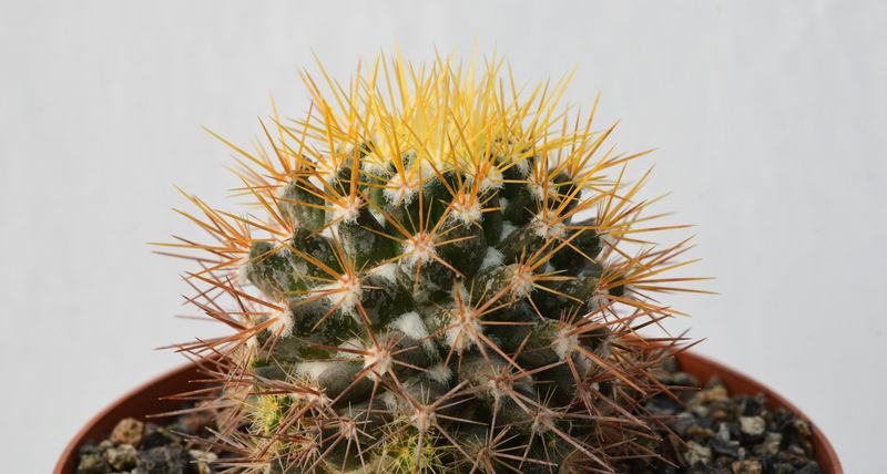 Mammillaria nivosa close-up crown, different angle
