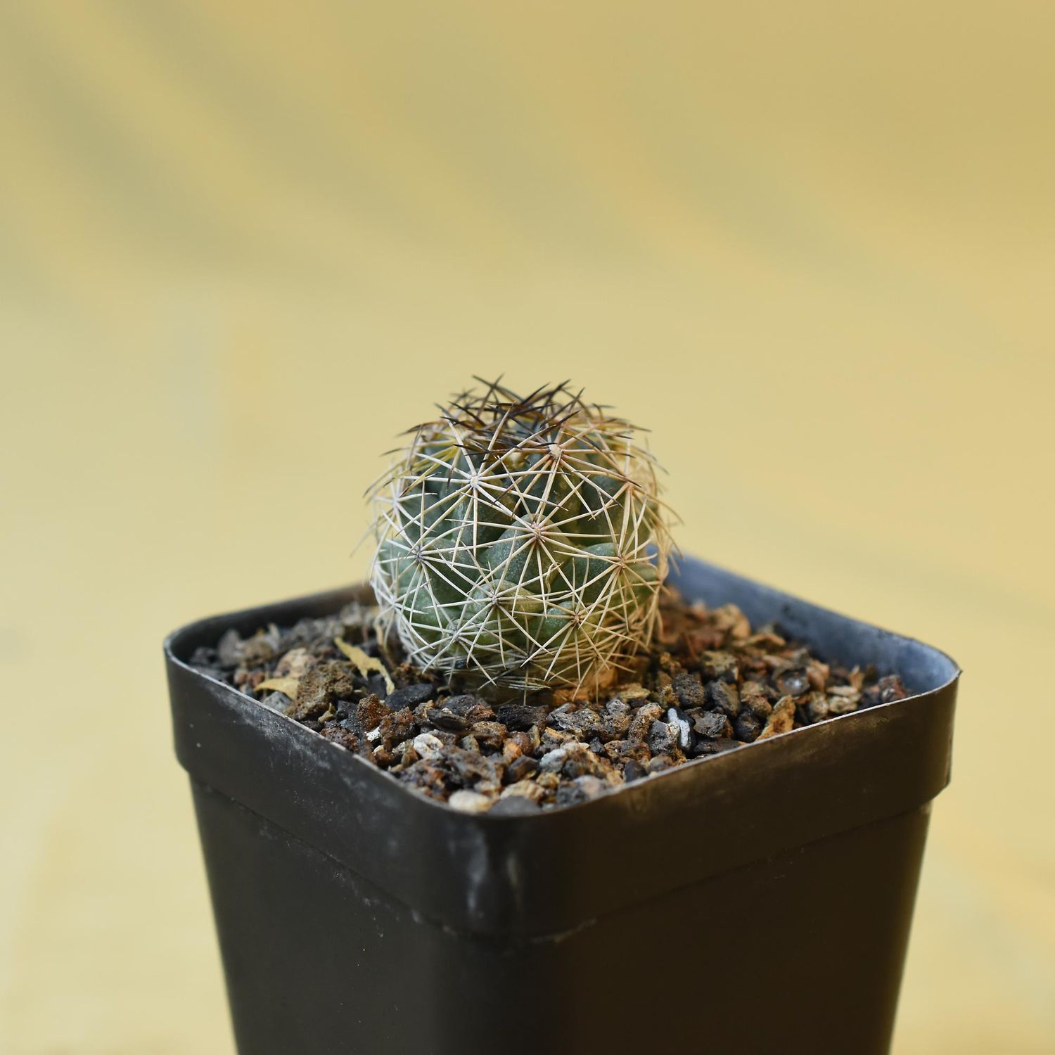 CORYPHANTHA vogtherriana big flrs collector Milos Kaplan San Luis Potosi Mexico