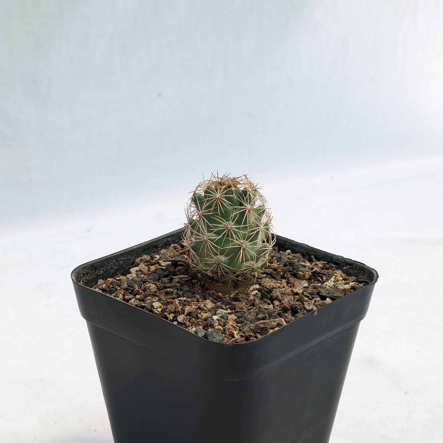 CORYPHANTHA vogtherriana big flrs collector Milos Kaplan San Luis Potosi Mexico