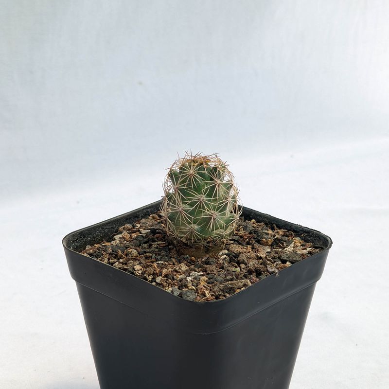 CORYPHANTHA vogtherriana big flrs collector Milos Kaplan San Luis Potosi Mexico
