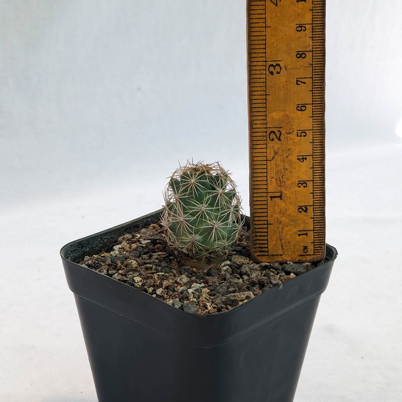 CORYPHANTHA vogtherriana big flrs collector Milos Kaplan San Luis Potosi Mexico