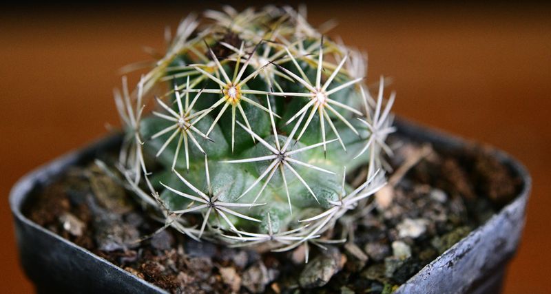 CORYPHANTHA vogtherriana big flrs collector Milos Kaplan San Luis Potosi Mexico