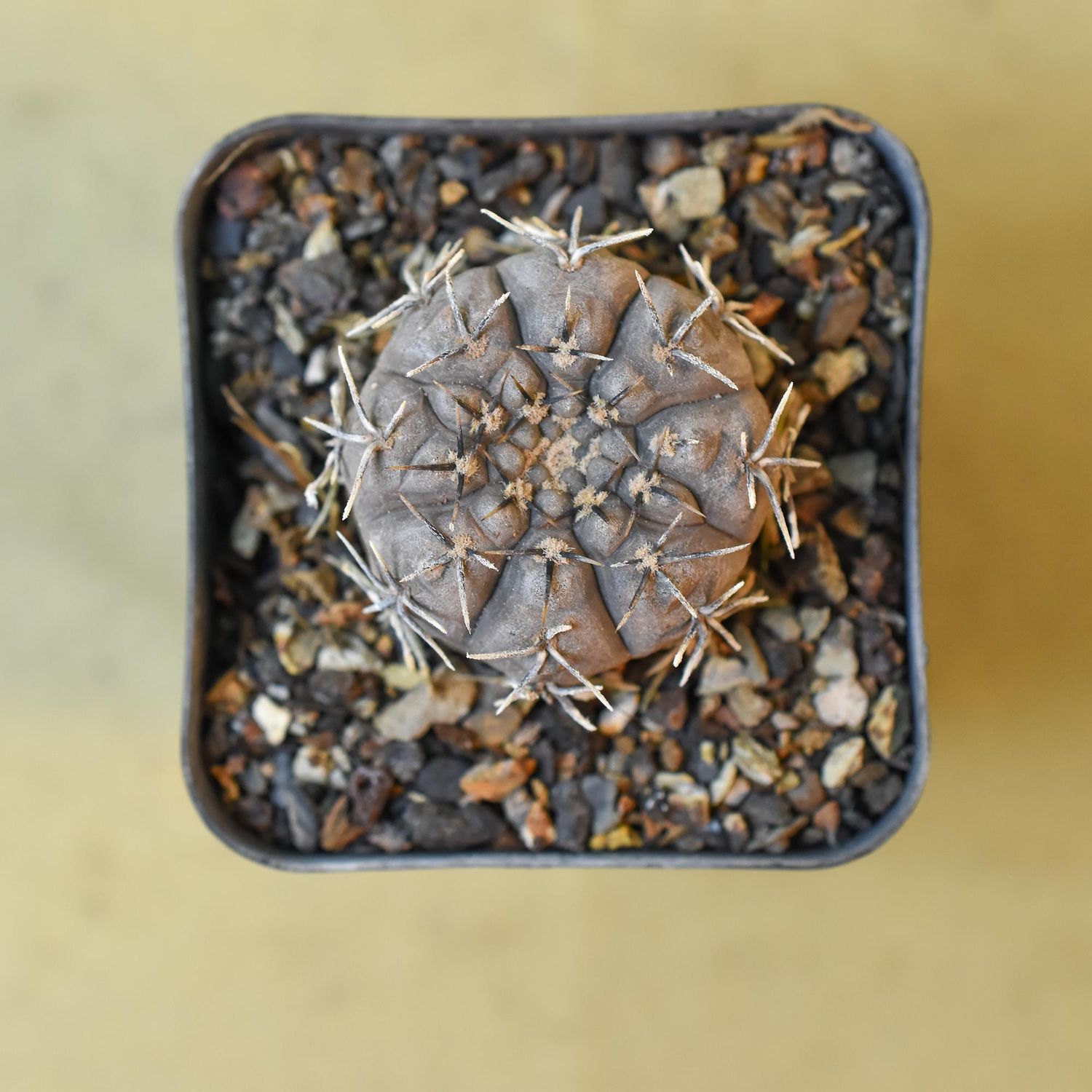 Gymnocalycium occultum