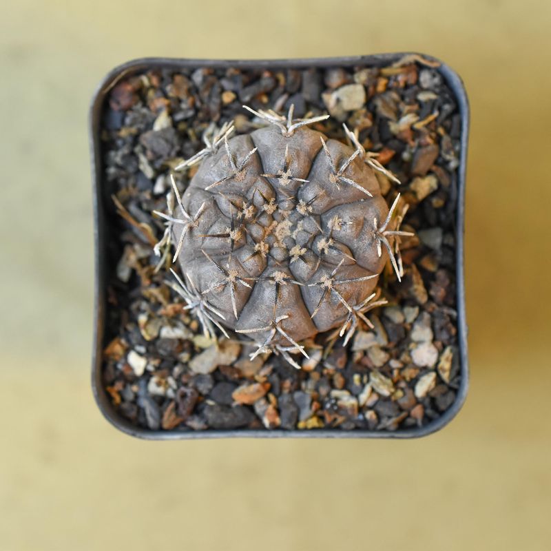 Gymnocalycium occultum