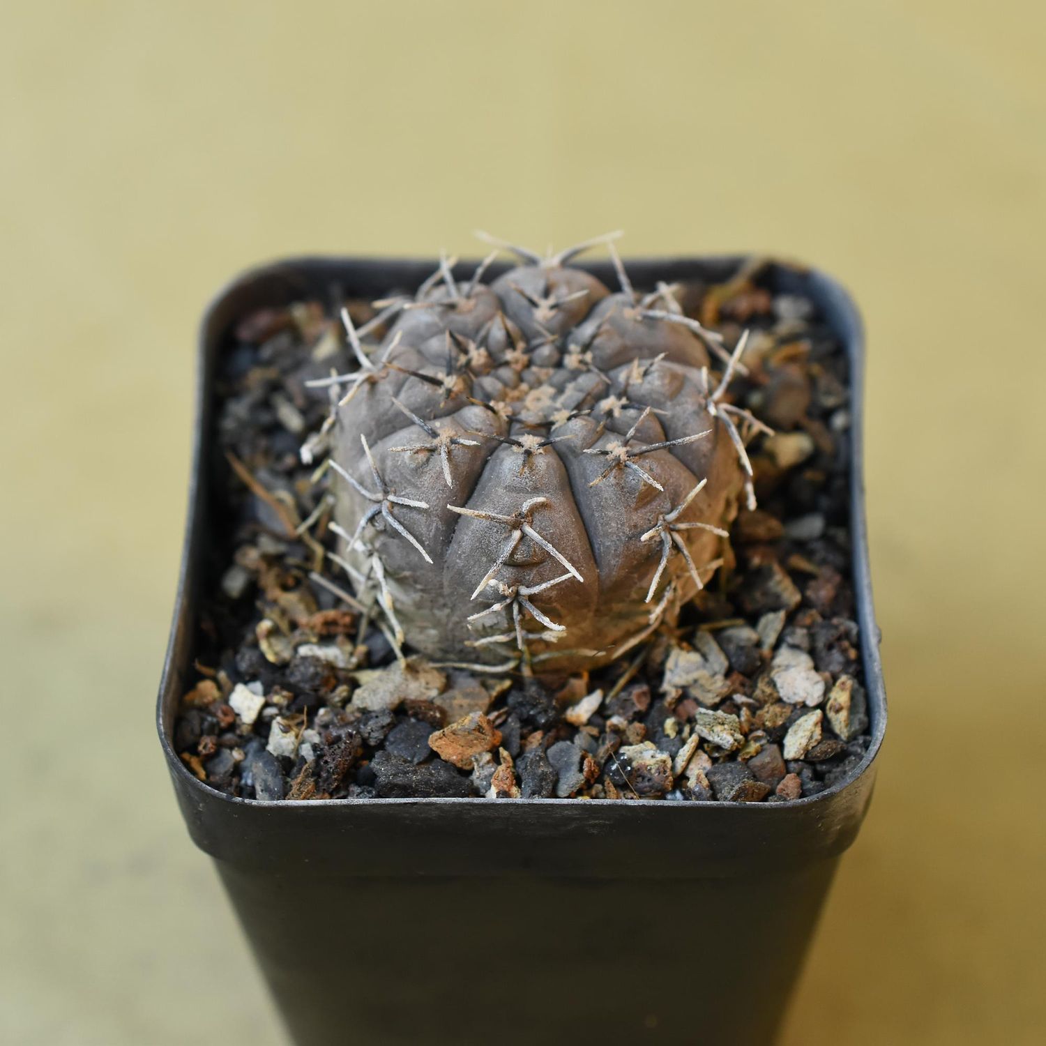 Gymnocalycium occultum