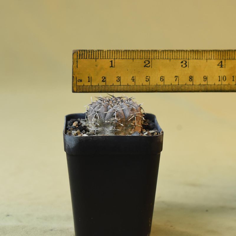 Gymnocalycium occultum
