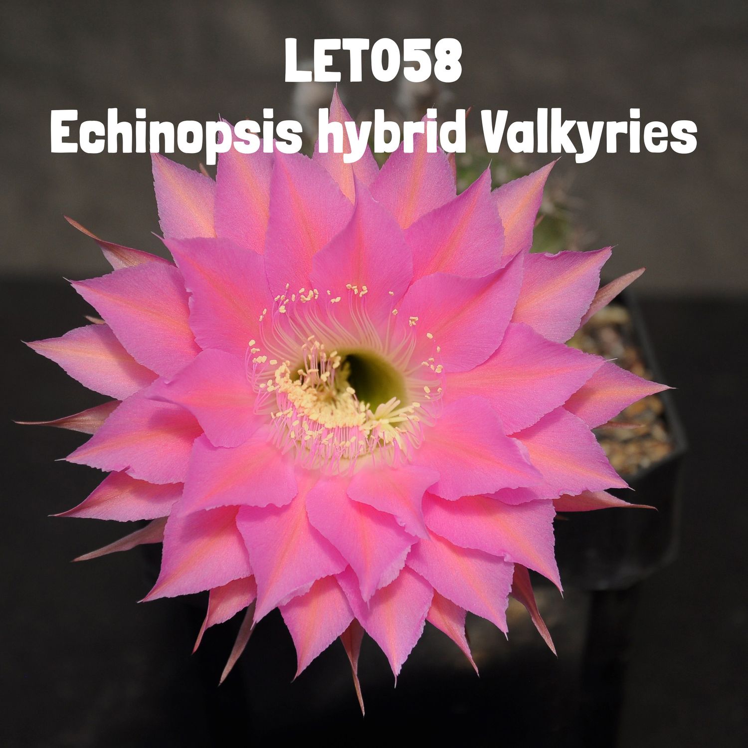 Echinopsis Bloom Quartet LET058 Echinopsis hybrid Valkyries