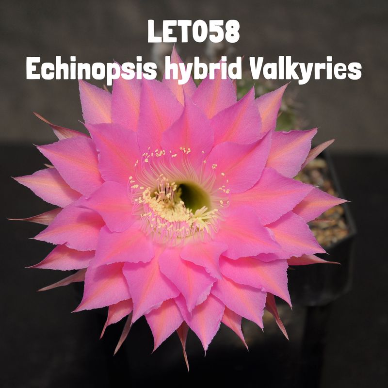LET058 Echinopsis hybrid Valkyries