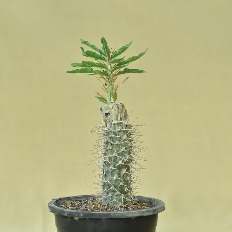 Pachypodium Arid Lands
