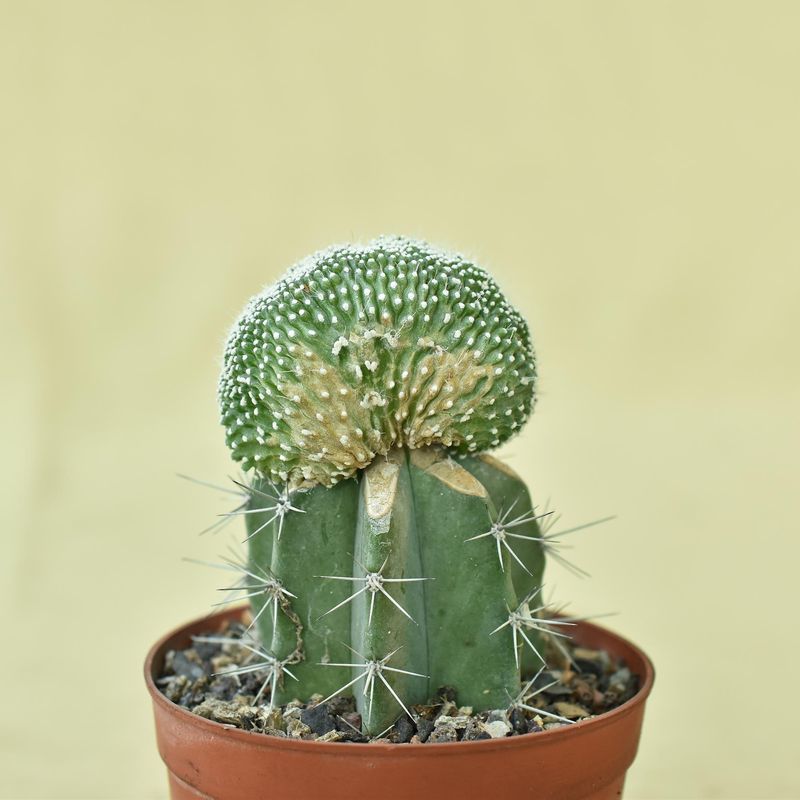 Notocactus  scopa 'Monstrosus' f. crest (Grafted)