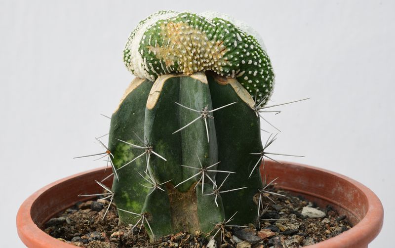 Notocactus scopa 'Monstrosus' f. crest (Grafted)