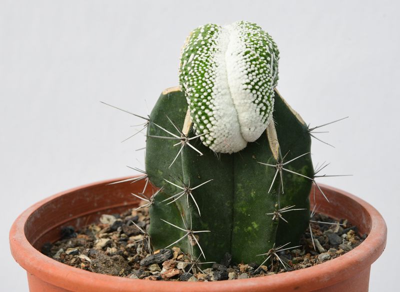 Notocactus  scopa 'Monstrosus' f. crest (Grafted)
