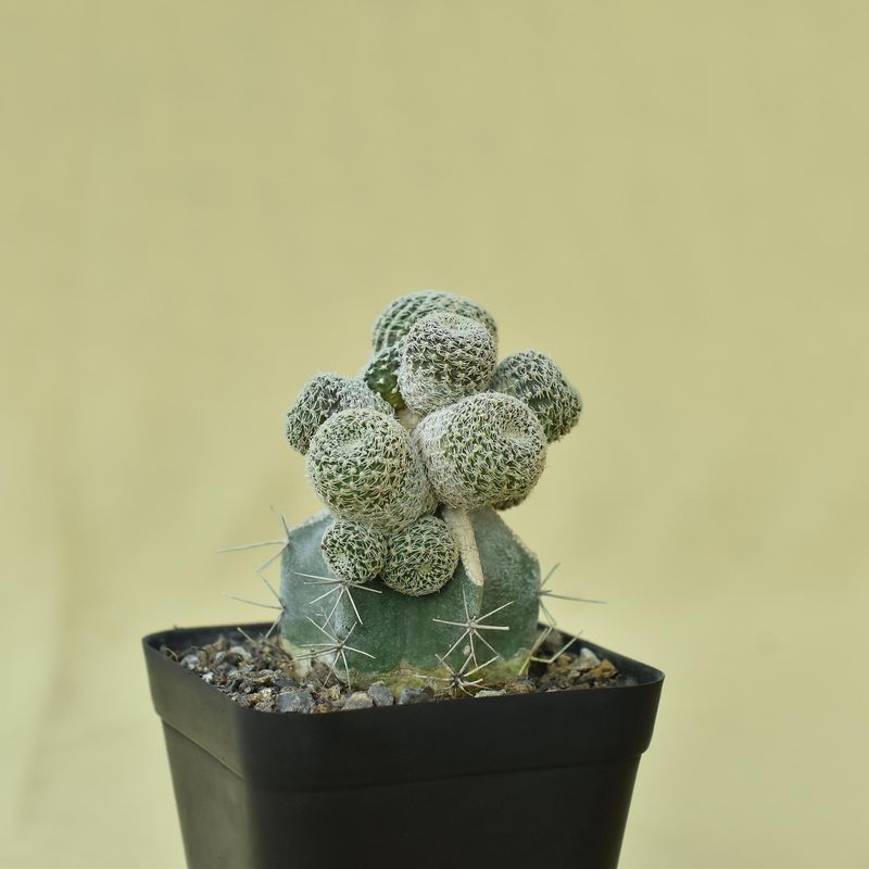 Rebutia hybrid