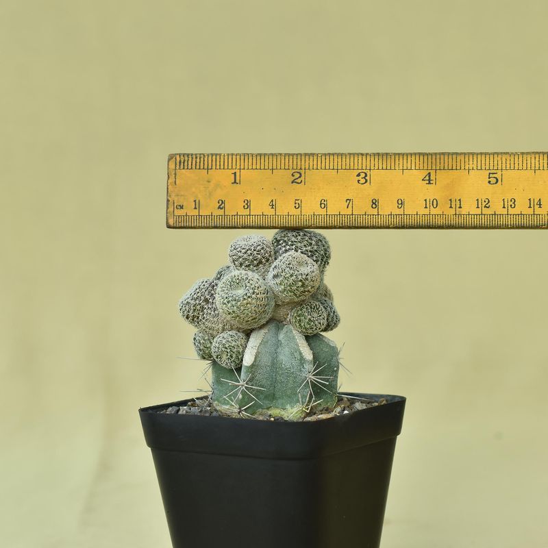 Rebutia hybrid
