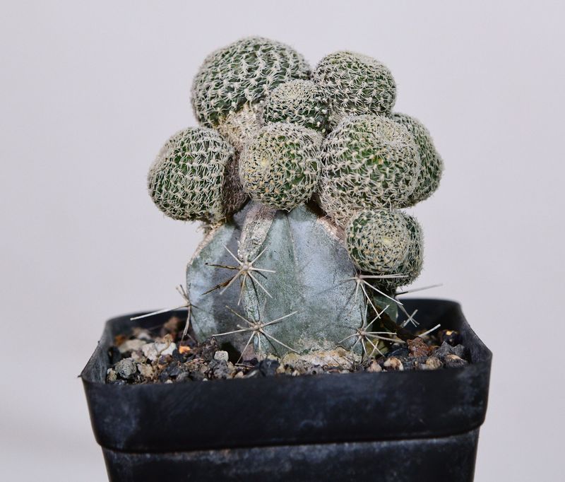 Rebutia hybrid Crimson Red Flower cluster