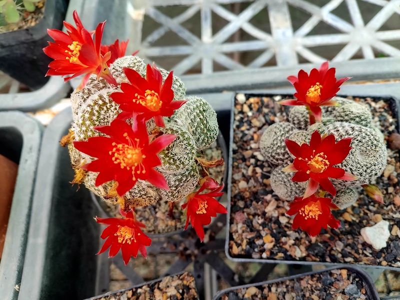 Rebutia hybrid Crimson Red Flower in bloom, nursery tray