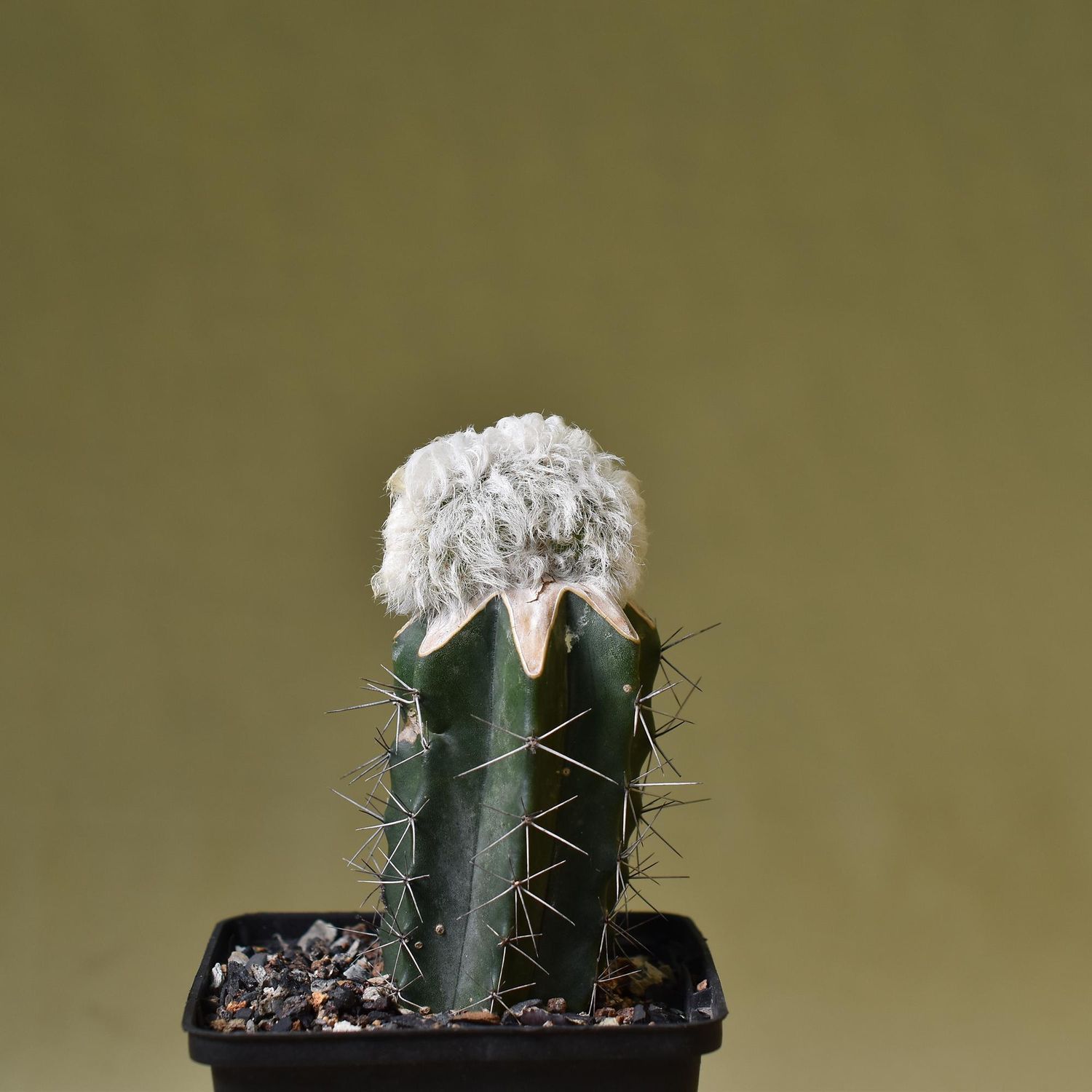 Echinocereus nivosus crest