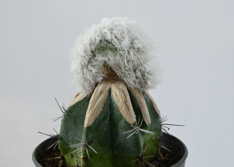 Echinocereus nivosus crest