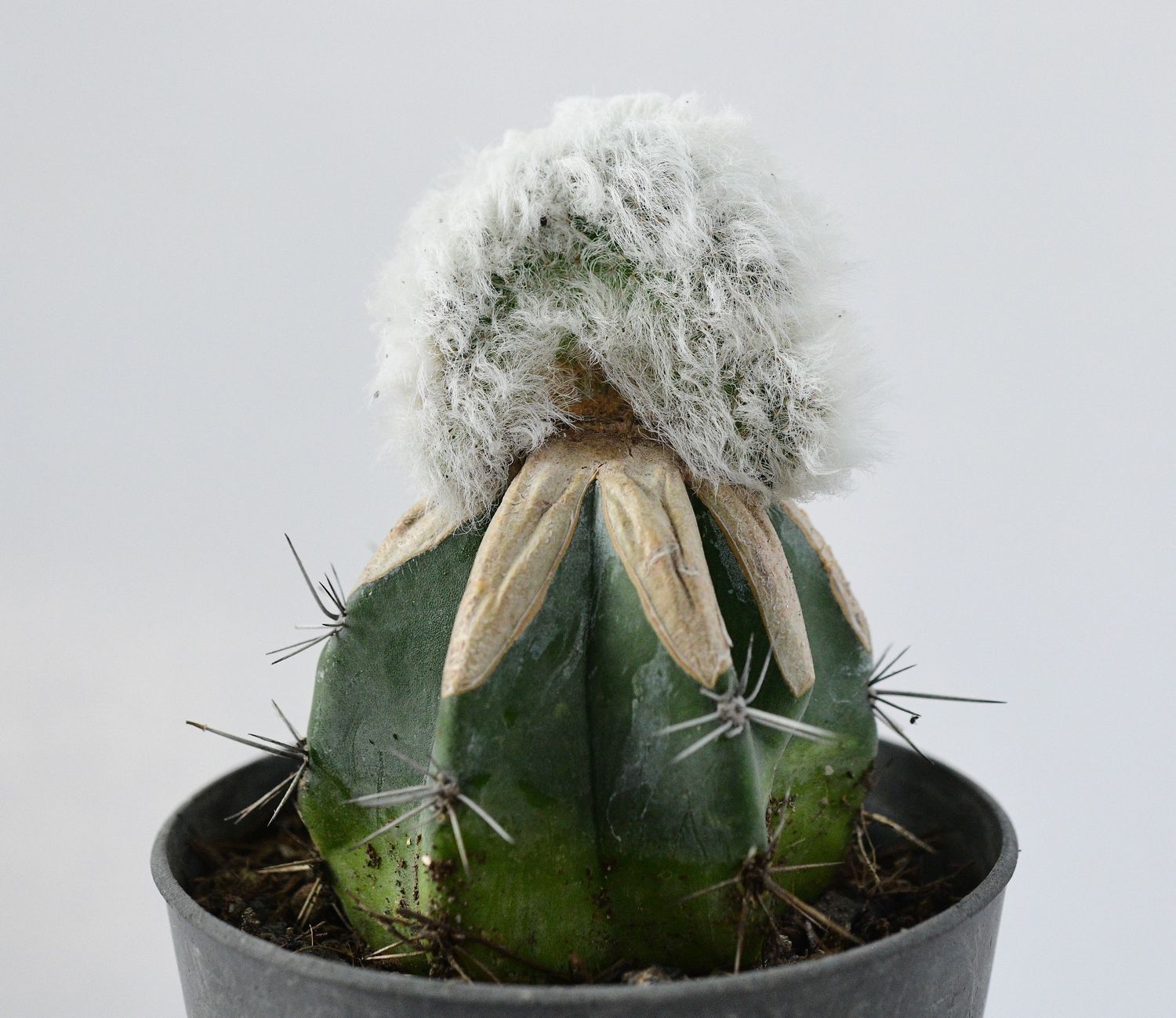 Echinocereus nivosus crest