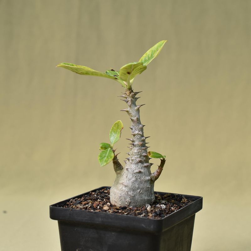 Pachypodium baronii var windsorii