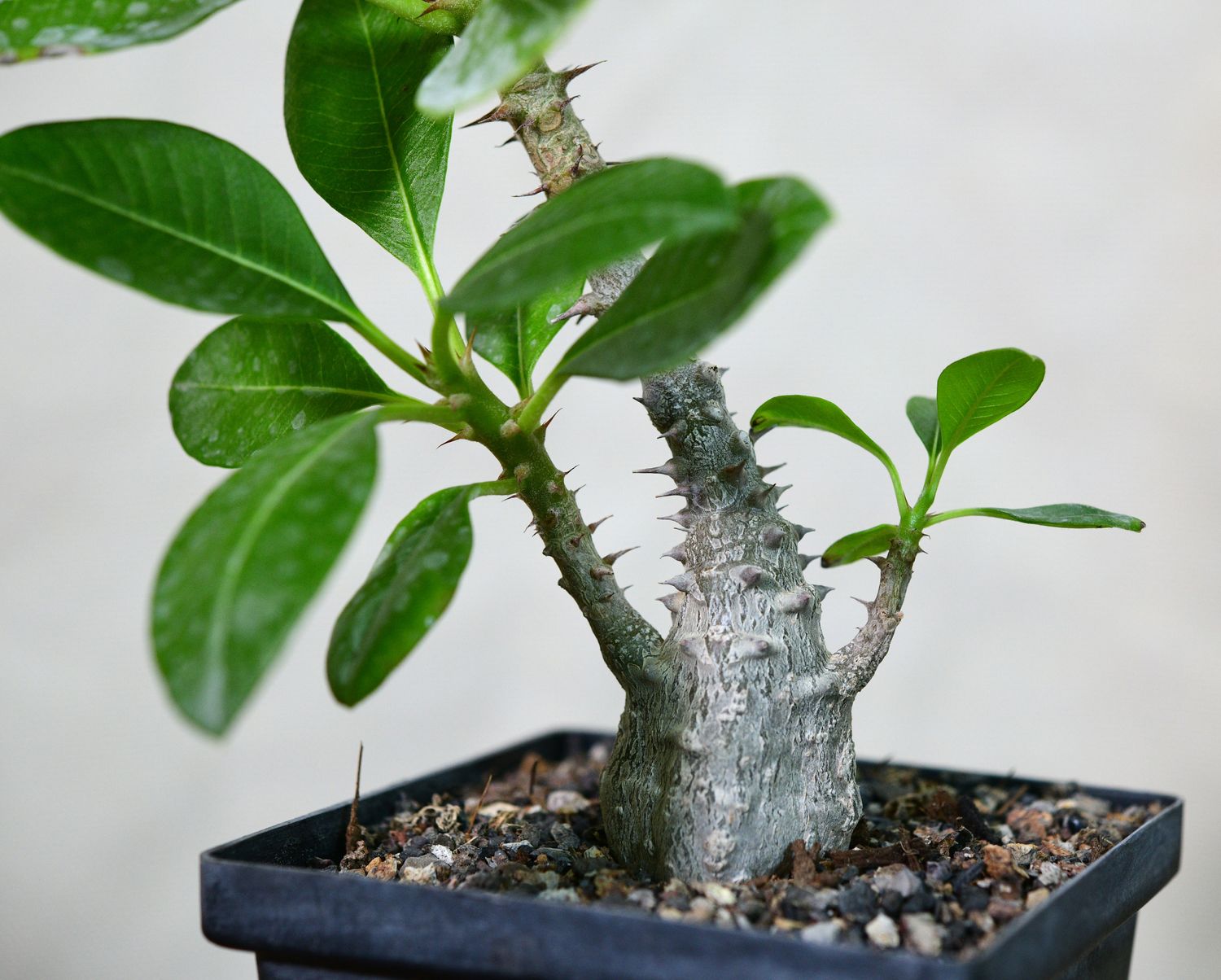 Pachypodium baronii var windsorii