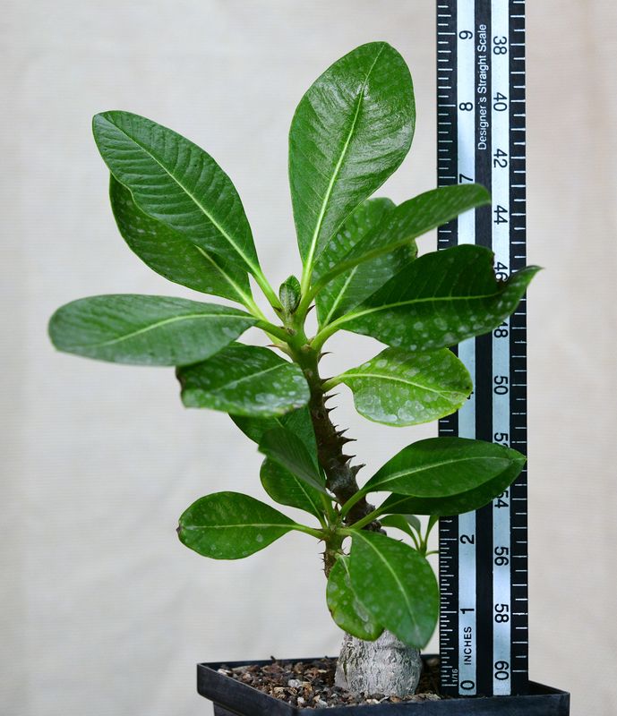 Pachypodium baronii var windsorii side view with measurement scale