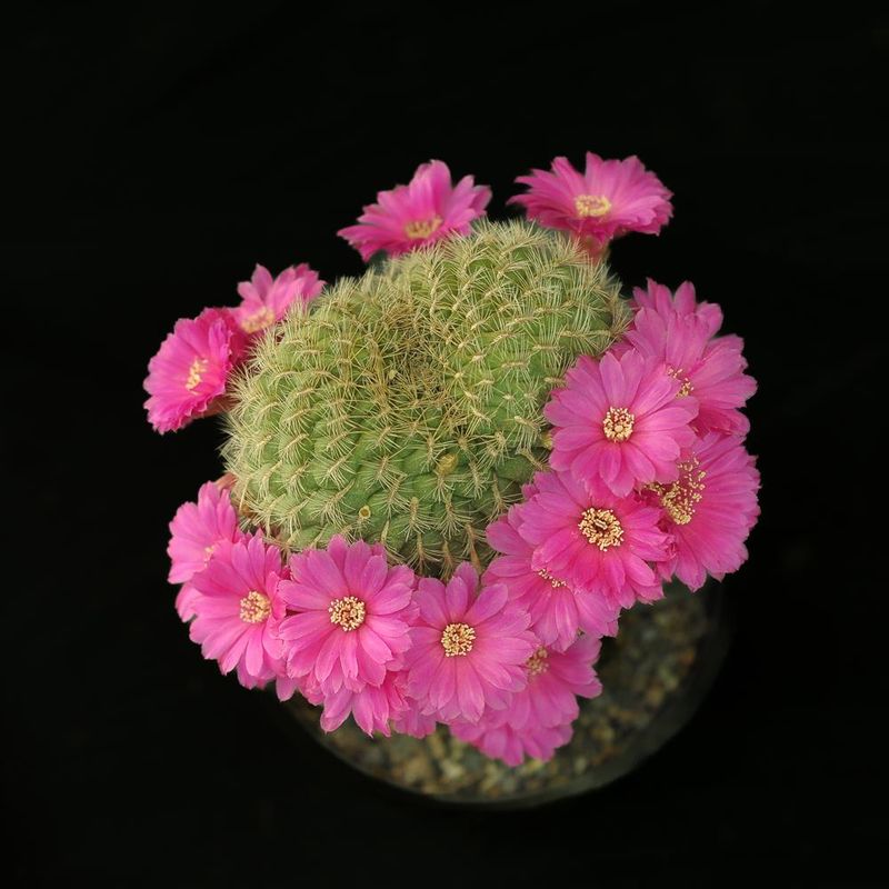 Sulcorebutia augustinii (Syn: Rebutia steinbachii subv. augustinii )
