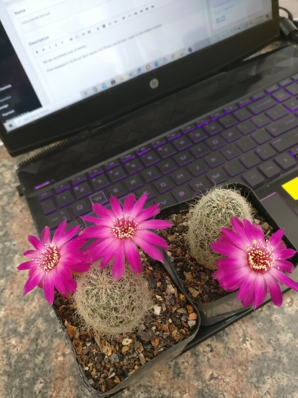 Sulcorebutia gerosenilis grafted plants in bloom, desk view