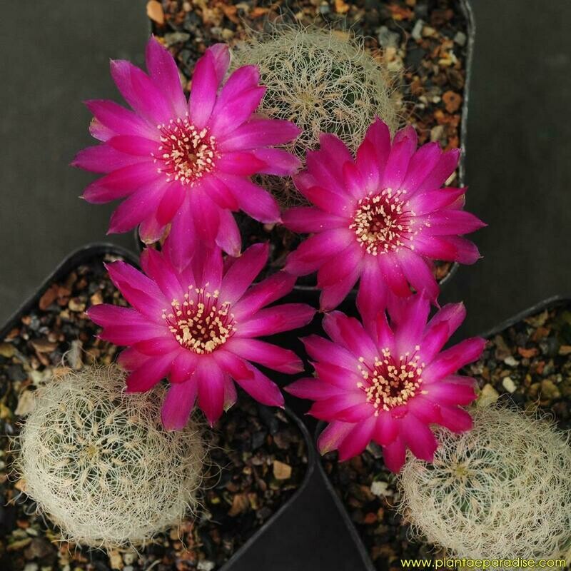 Sulcorebutia Gerosenilis (Grafted)