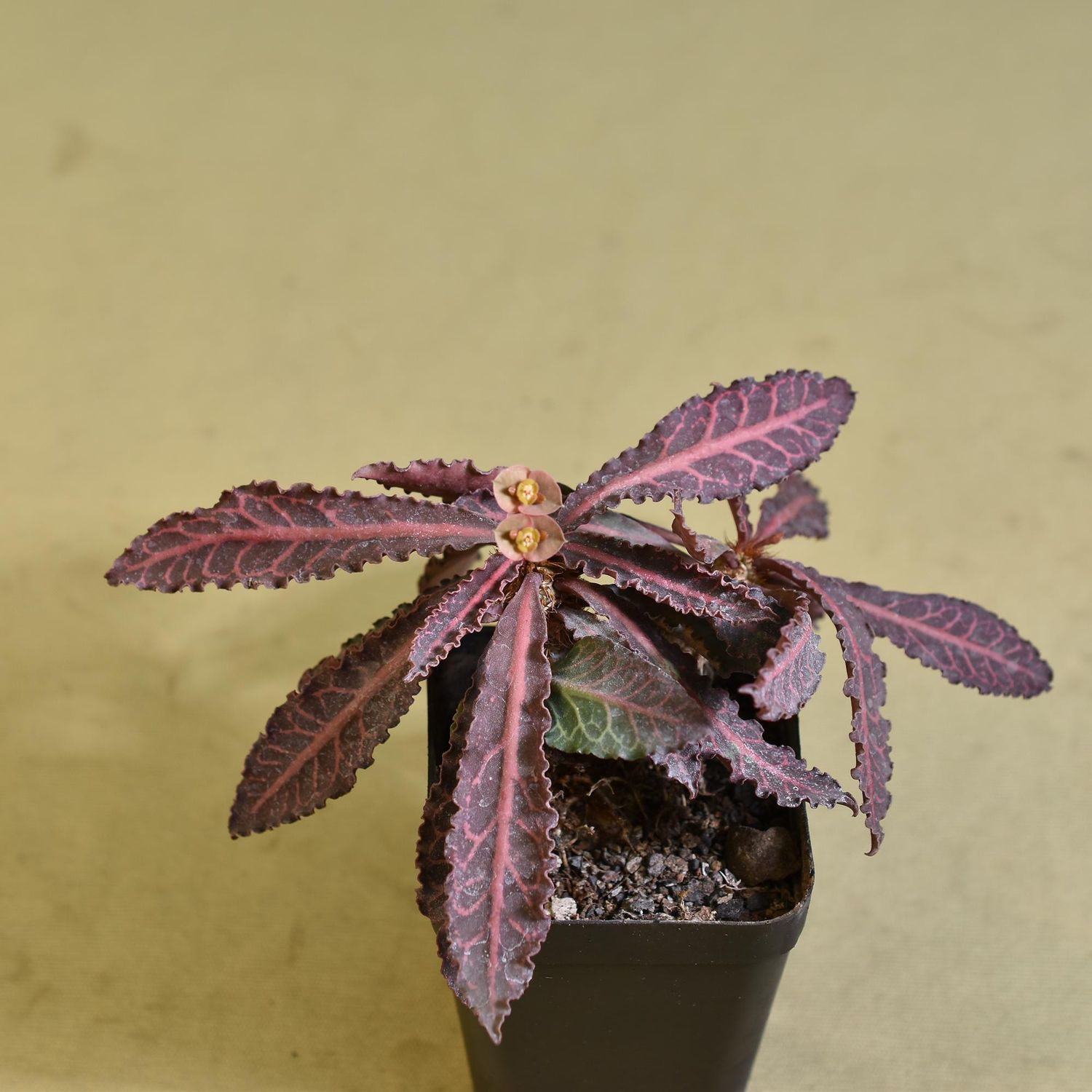 Euphorbia francoisii Red Veins