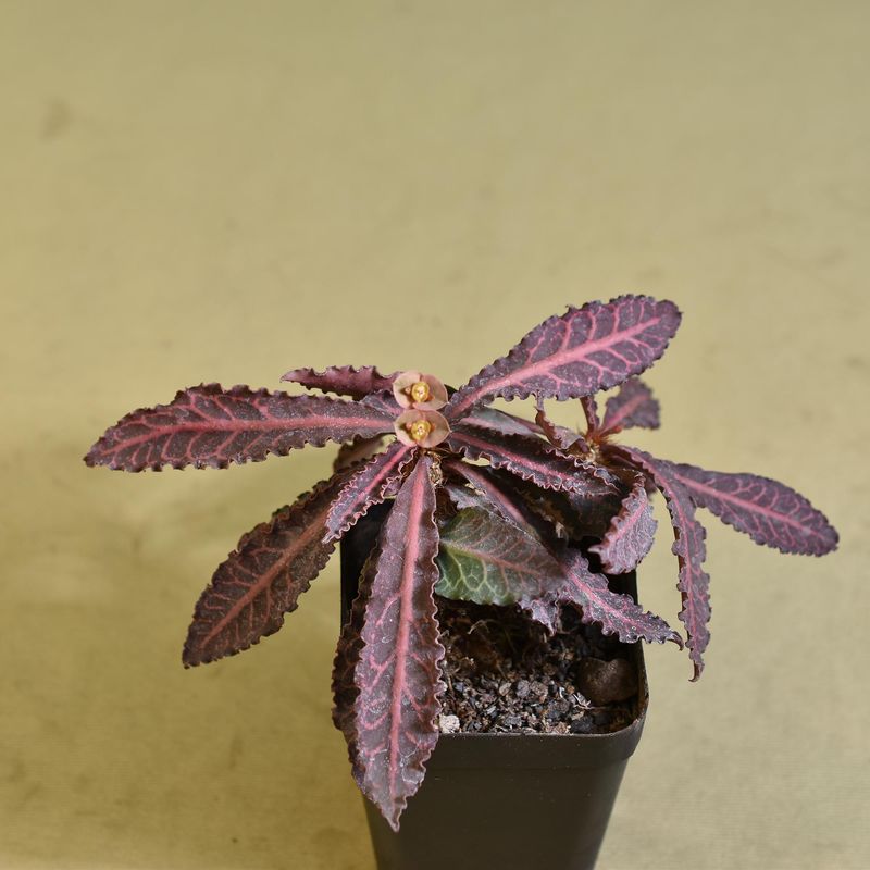 Euphorbia francoisii Red Veins