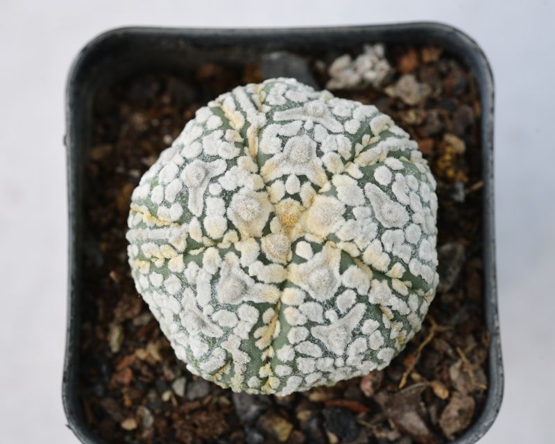 Astrophytum