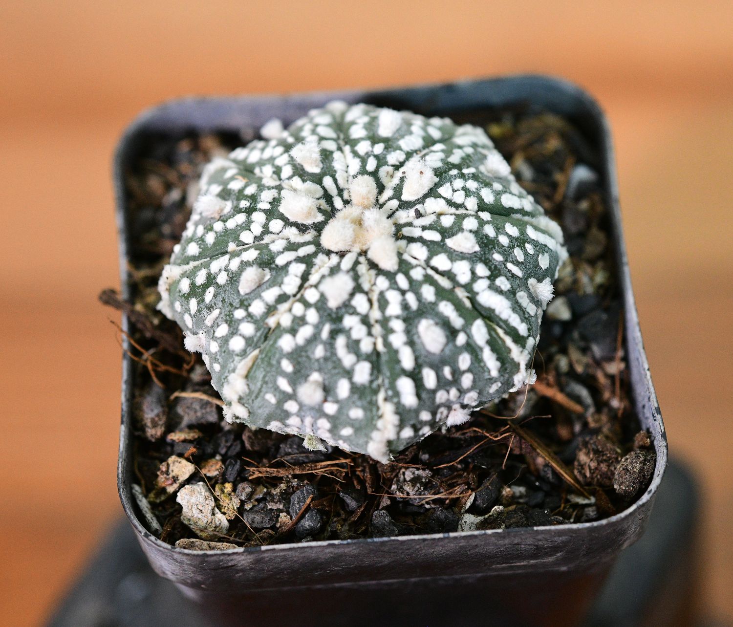 Astrophytum Asterias MIRACLE / STAR KABUTO front view in nursery pot