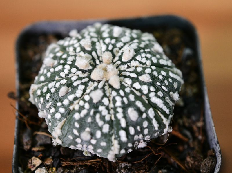 Astrophytum Asterias MIRACLE / STAR KABUTO angled view in nursery pot