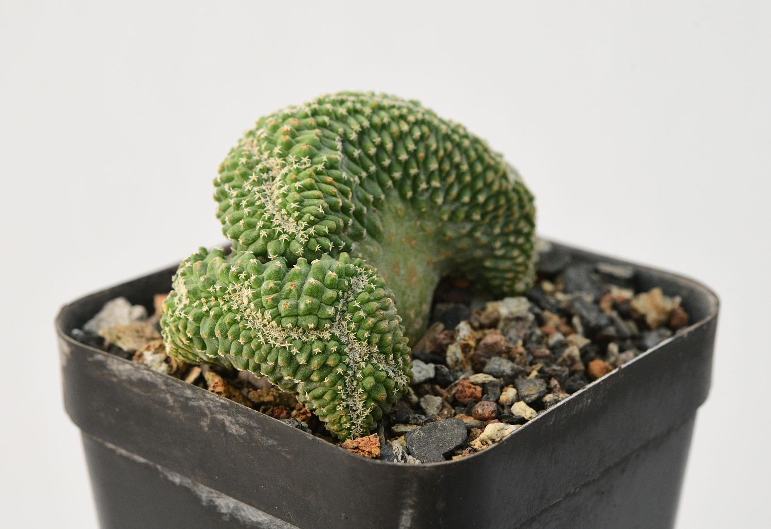Strombocactus disciformis crest