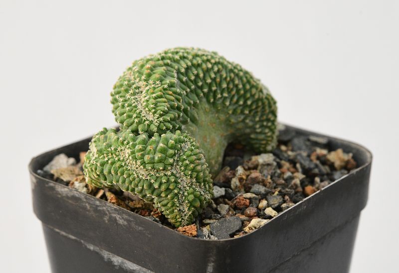 Strombocactus disciformis crest
