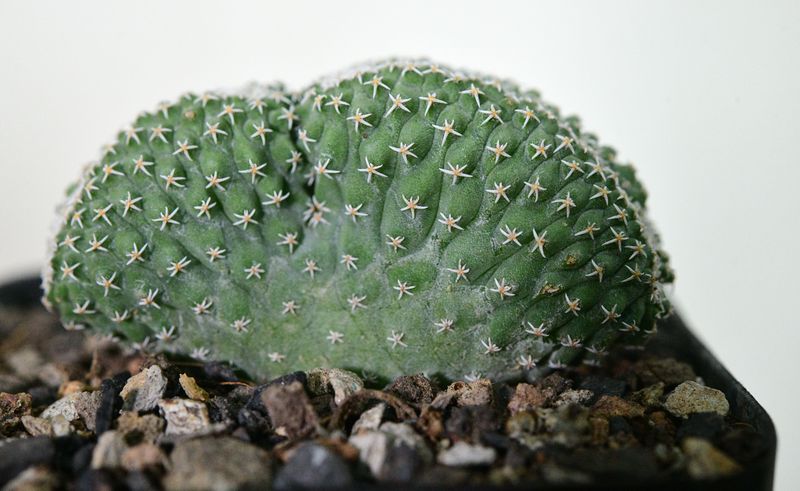 Strombocactus disciformis crest close-up detail