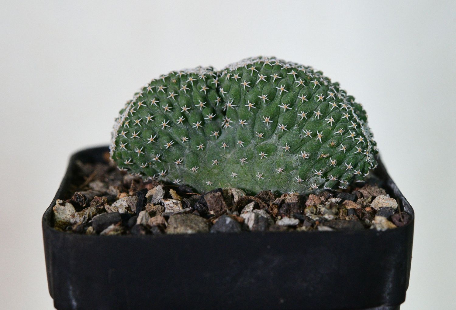 Strombocactus disciformis crest full plant view