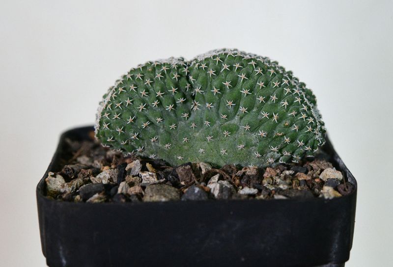 Strombocactus disciformis crest full plant view
