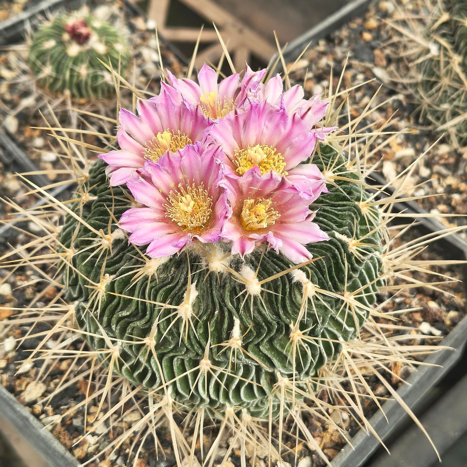 Echinofossulocactus multicostatus SB1147 Los Imagines