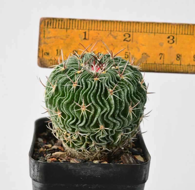 Echinofossulocactus multicostatus SB1147 Los Imagines