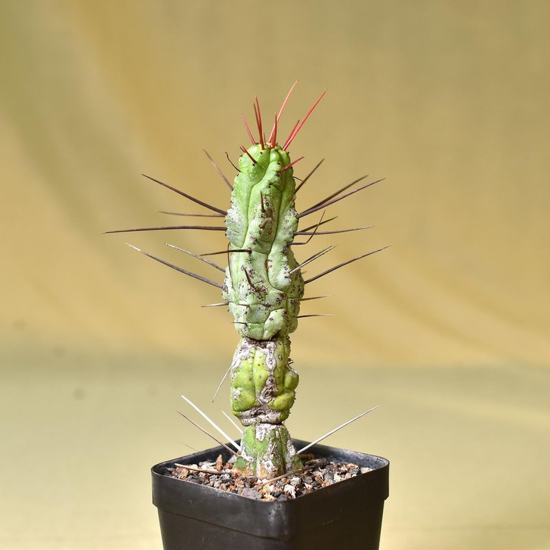 Euphorbia enopla (Long Red Spines)