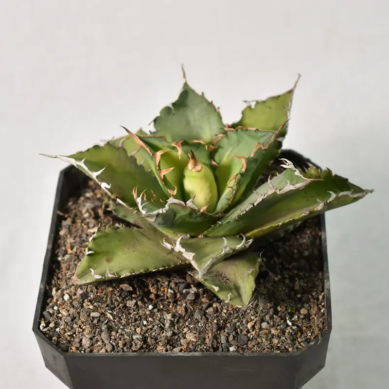 Agave titonata cv 'Solar Eclipse'