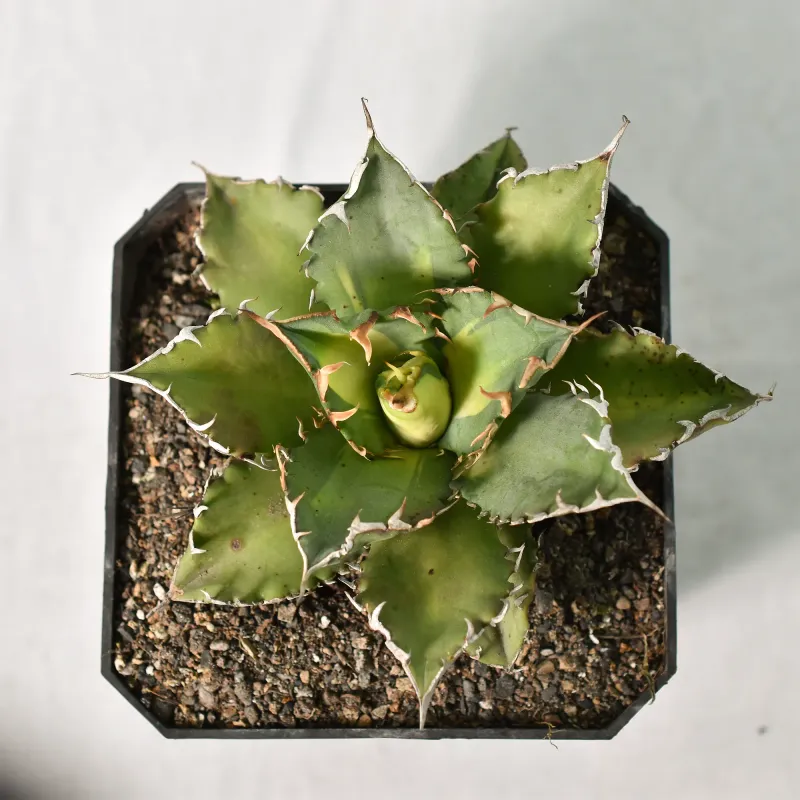 Agave titonata cv 'Solar Eclipse' Agave titonata cv 'Solar Eclipse'