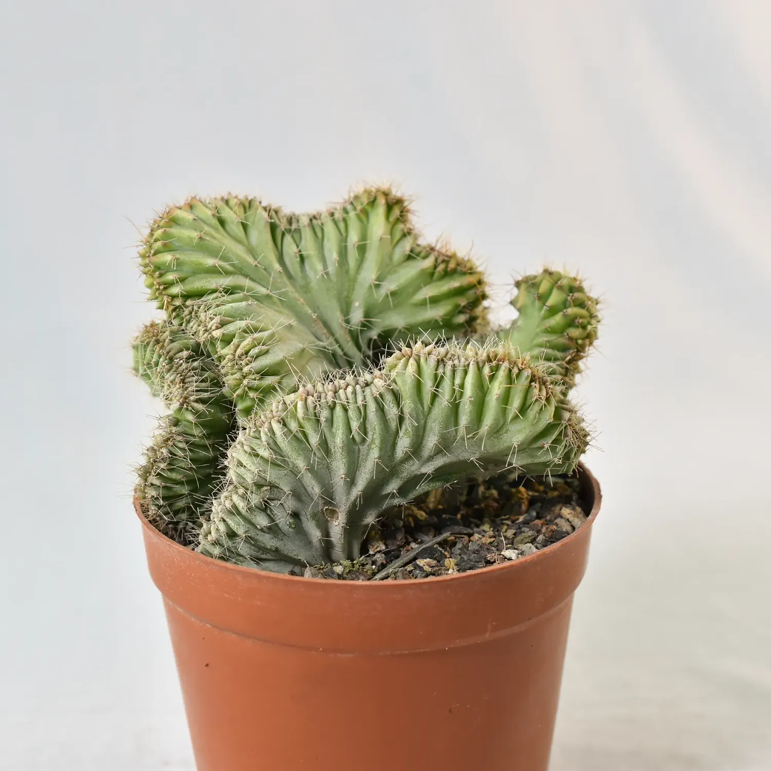 Myrtillocactus geometrizans elite crest Rooted Myrtillocactus geometrizans elite crest Rooted