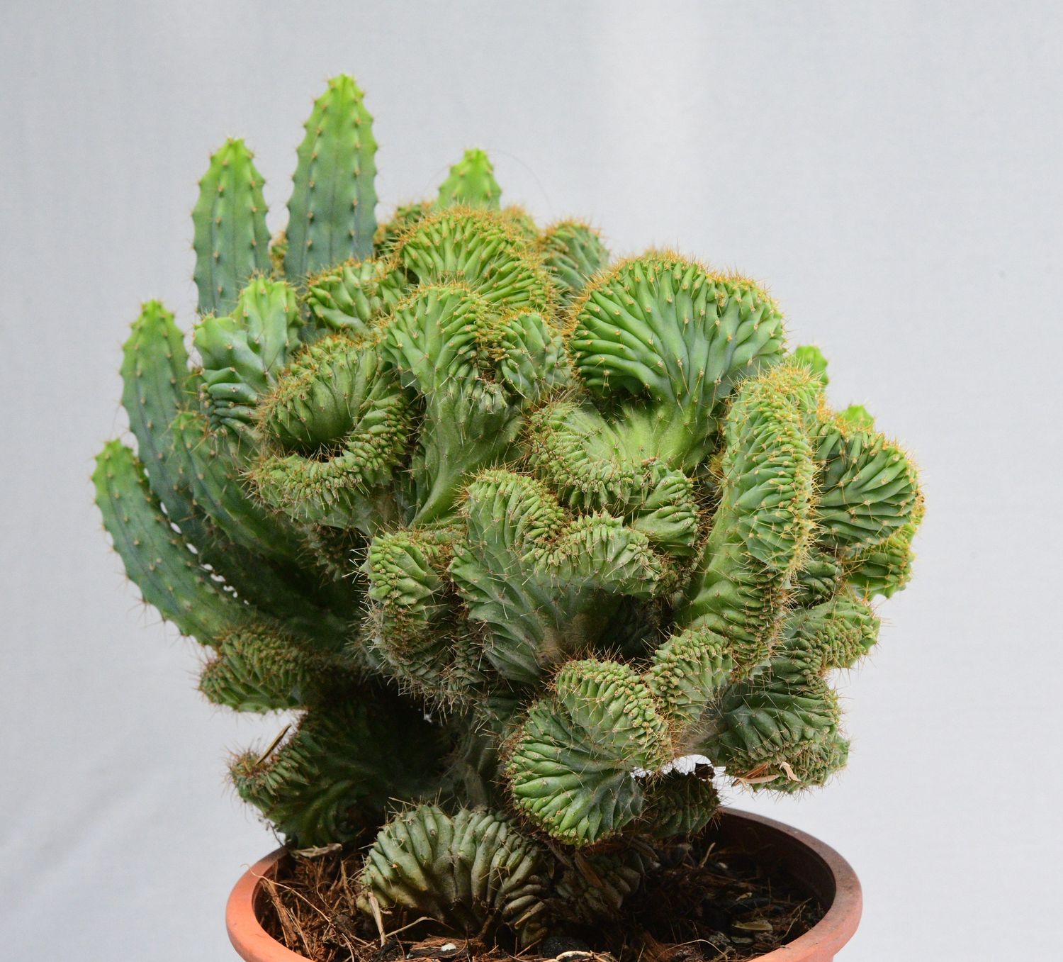 Myrtillocactus geometrizans elite crest Rooted dense crest