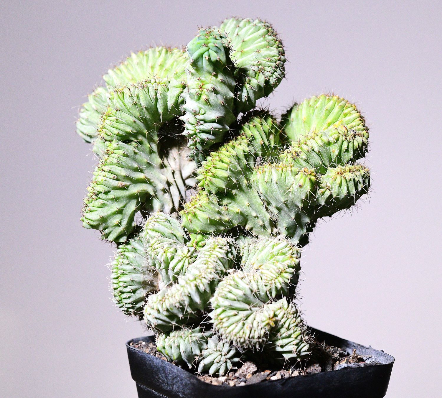 Myrtillocactus geometrizans elite crest Rooted dense crest front view