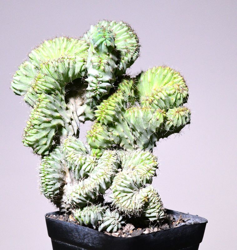 Myrtillocactus geometrizans elite crest Rooted dense crest front view, different angle