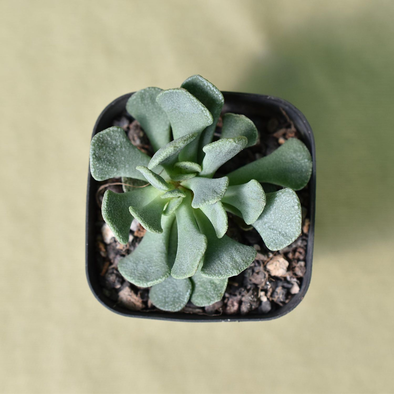 Aloinopsis spathulata